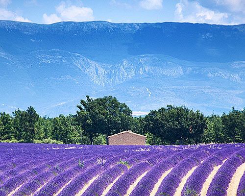 Camping St-Laurent-du-Verdon Ciela Village La Farigoulette Valensole